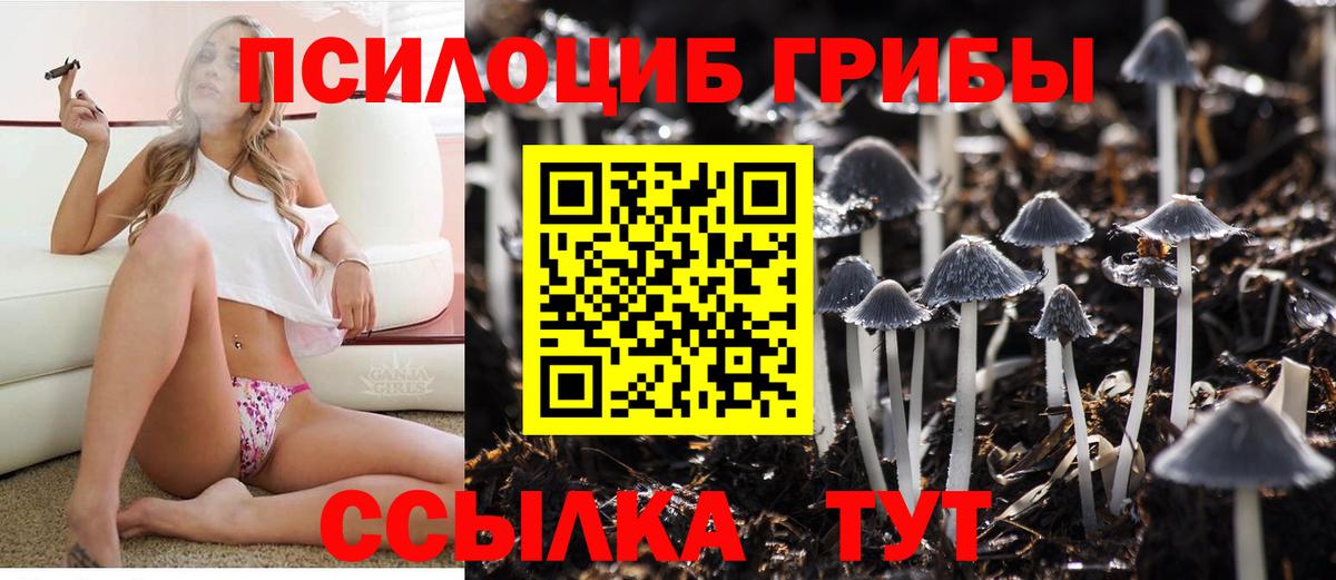 Брянск  где найти   Вход с VPN  Галлюциногенные грибы Cubensis 